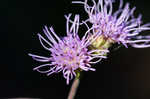 Roughleaf blazing star <BR>Tall blazing star